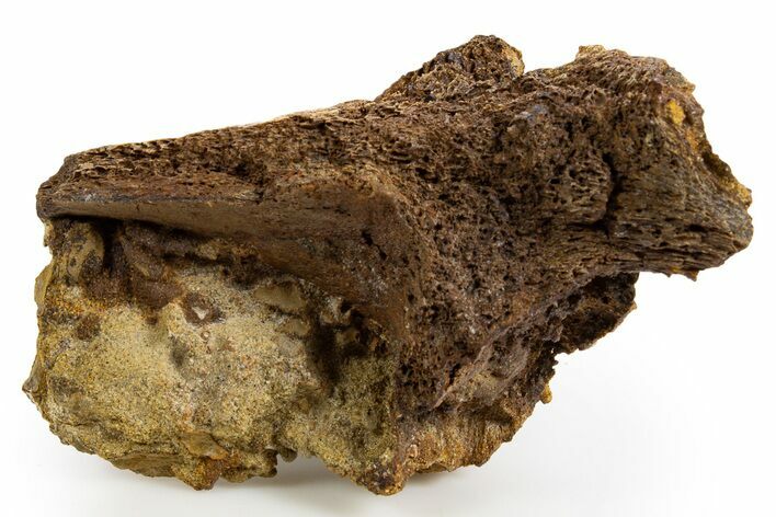 Fossil Dinosaur Bone in Sandstone - Wyoming #330971